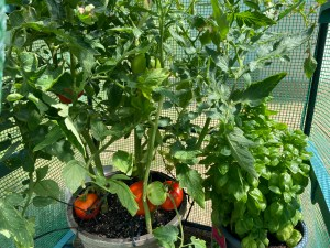 Summer ’21 Garden